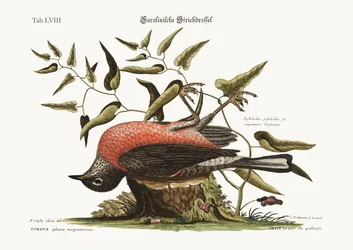 De Kramsvogel van Carolina, 1749-73